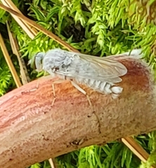 Pandivirilia albifrons