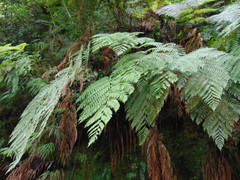 Lophosoria quadripinnata