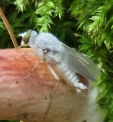 Pandivirilia albifrons