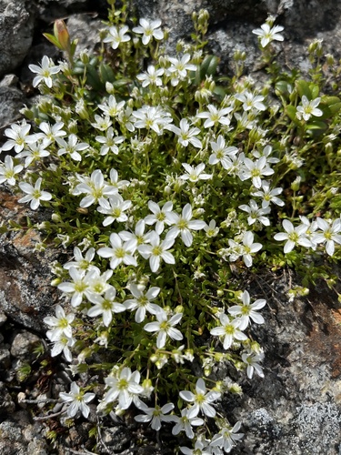 Tundra Sandwort