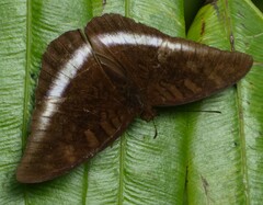 Tanaecia iapis