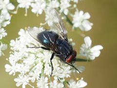 Protocalliphora
