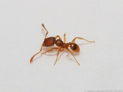 Pheidole dentigula