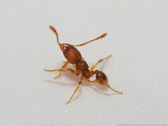 Pheidole dentigula