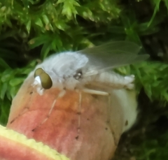 Pandivirilia albifrons