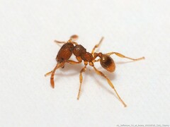 Pheidole dentigula