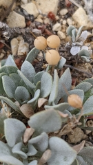 Physaria ovalifolia