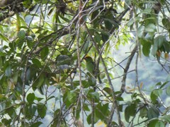 Psilopogon armillaris