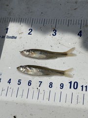 Notropis dorsalis