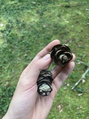 Pseudotsuga wilsoniana