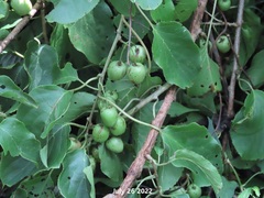 Actinidia arguta