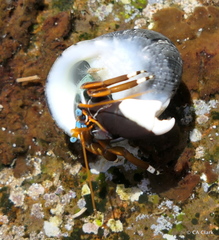 Calcinus laevimanus