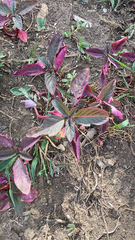 Iresine diffusa herbstii