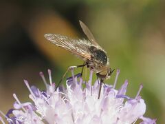 Bombylisoma