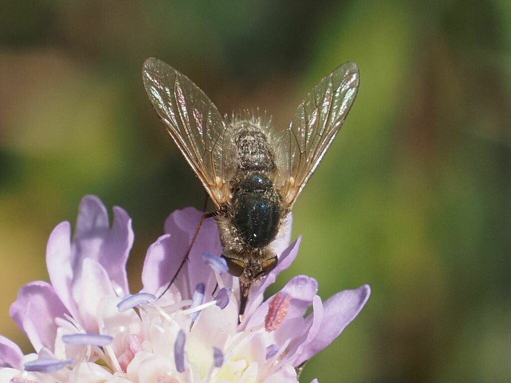 Bombylisoma unicolor