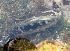 Pinctada margaritifera