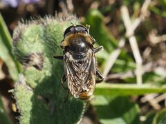 Merodon constans