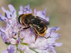 Merodon constans