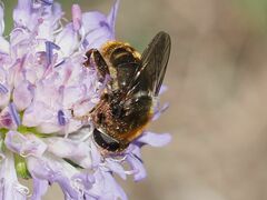 Merodon constans