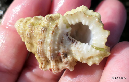 Bursa cruentata