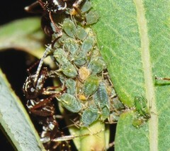 Aphis farinosa
