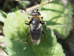 Merodon constans