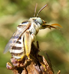 Svastra duplocincta