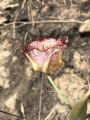 Calochortus fimbriatus