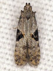 Aristotelia isopelta