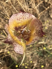 Calochortus fimbriatus