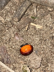 Isoxya penizoides