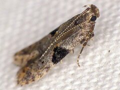 Aristotelia isopelta