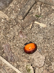 Isoxya penizoides