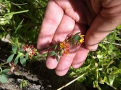 Acmispon decumbens decumbens