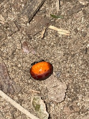 Isoxya penizoides