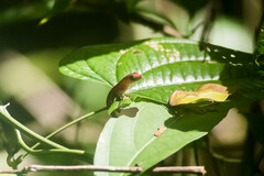 Anolis uniformis
