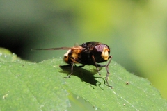 Volucella