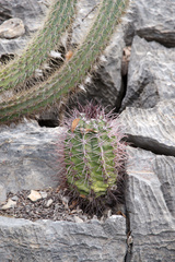 Melocactus ferreophilus