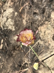 Calochortus fimbriatus