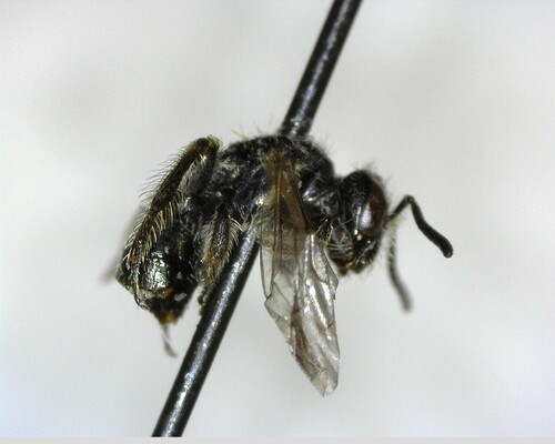 iNaturalist observation photo of Panurginus