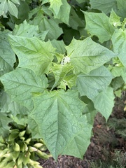 Chenopodiastrum hybridum