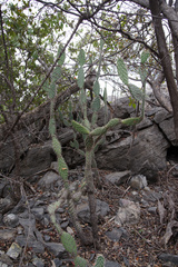 Tacinga palmadora