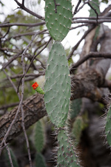 Tacinga palmadora