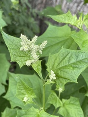 Chenopodiastrum hybridum