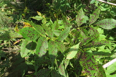 Phyllosticta fraxini