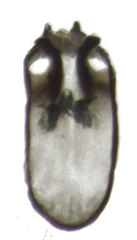 Peripsocus maoricus