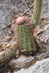 Melocactus ferreophilus