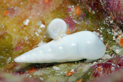 Melanella