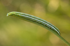 Anthocharis cardamines