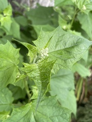 Chenopodiastrum hybridum